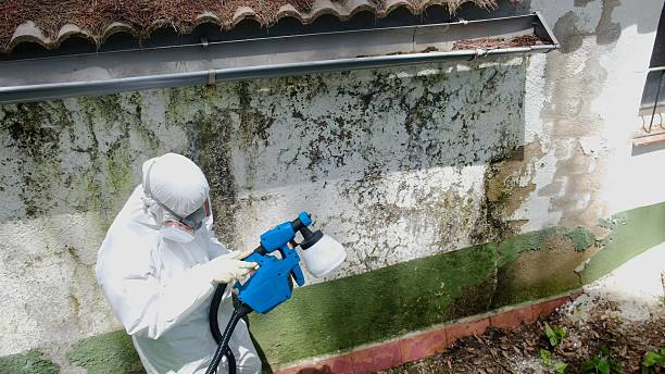 Top rated local Attic Mold Removal specialists in Whippany, NJ